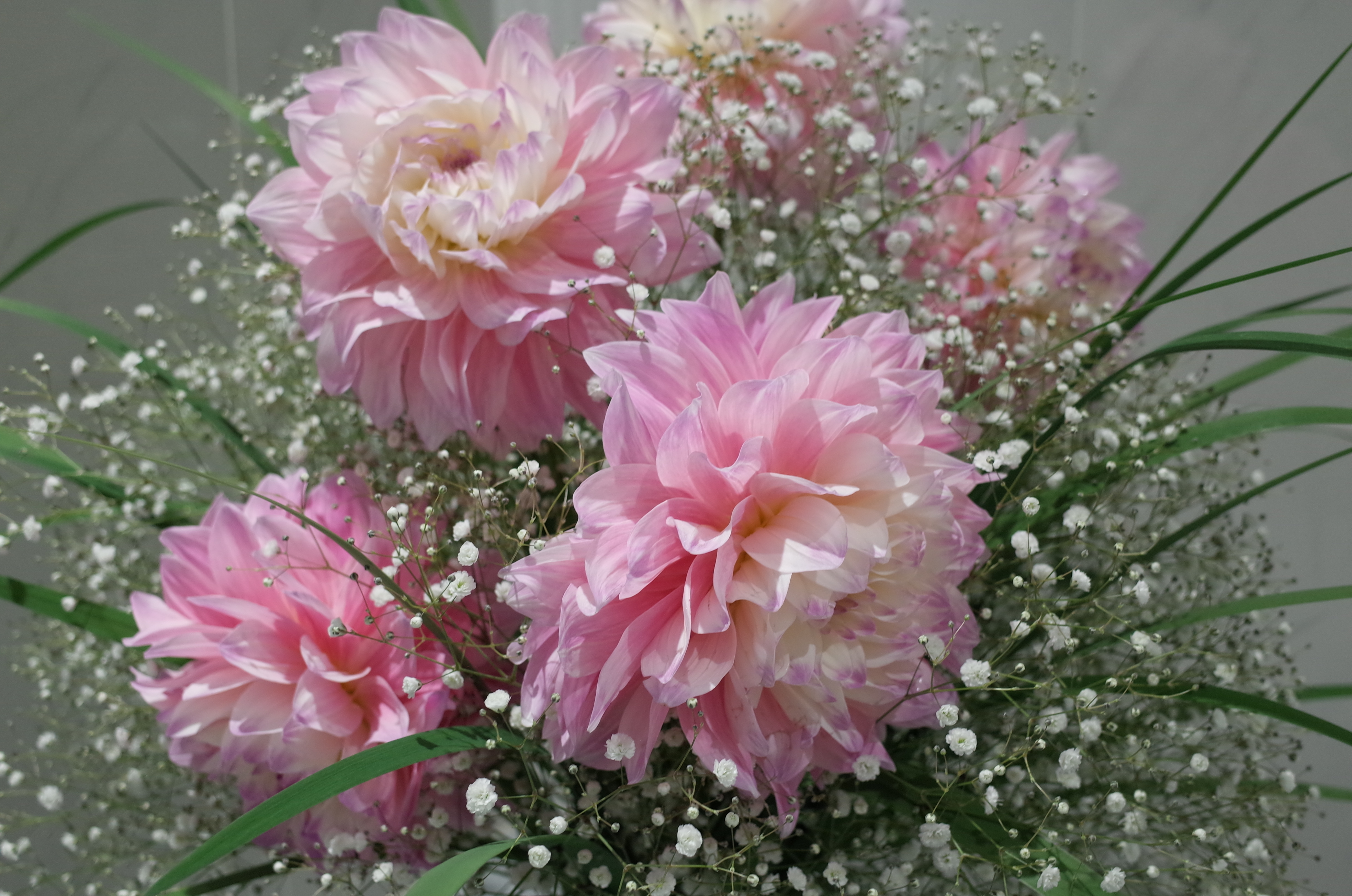 お誕生日に贈るカスミ草とダリアのブーケ Florist Irie Official Blog